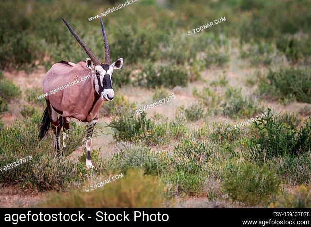 Gemsbok in the grass in the Kgalagadi Transfrontier Park, South Africa
