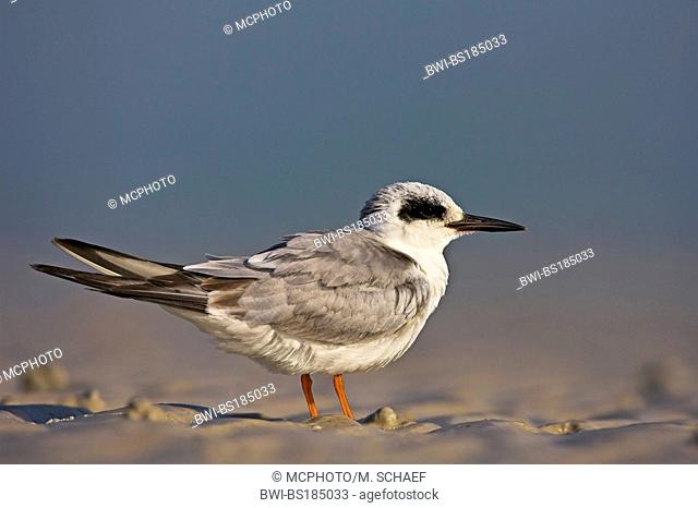 forster's tern (Sterna forsteri), sitting on the ground, USA, USA, Florida, Sanibel Island