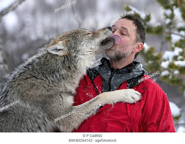 European gray wolf Canis lupus lupus, keeper at the Polar Zoo, rollicking about in the snow with a socialised animal that is licking his face, Norway