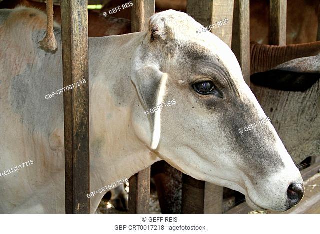 Animals, cow, farm, 2016, Merces, Minas Gerais, Brazil