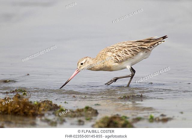 Bar-tailed Godwit (Limosa lapponica) adult, non-breeding plumage, feeding in shallow water at coast, Gambia, February