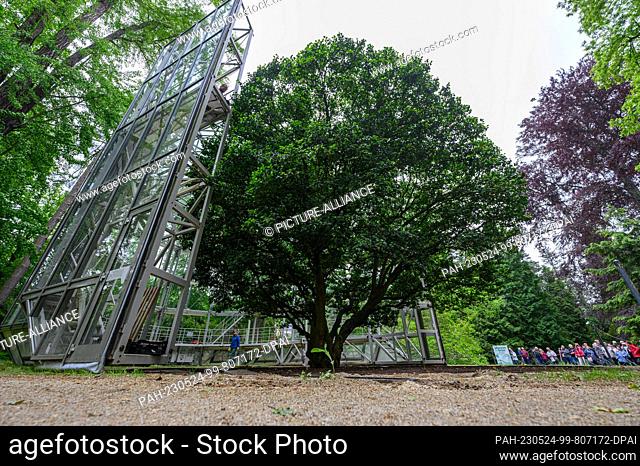 24 May 2023, Saxony, Dresden: Europe's oldest camellia in Pillnitz Palace Park is being freed from its mobile glass winter house