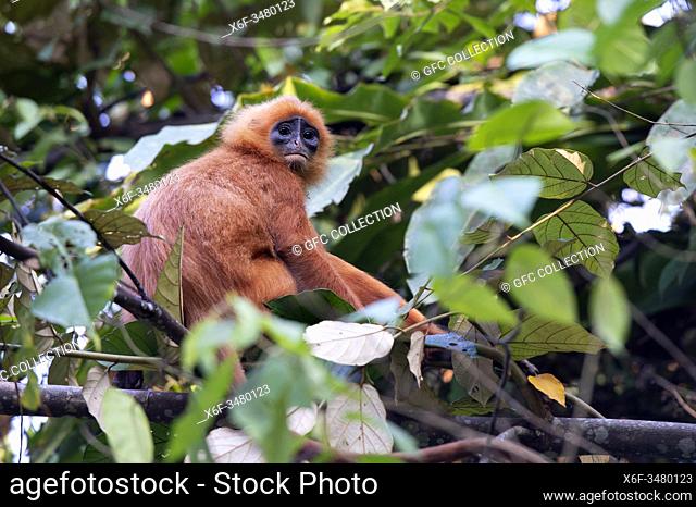 Red leaf monkey (Presbytis rubicunda), endemic to Borneo Island, Danum Valley Conservation Area, Sabah, Borneo, Malaysia