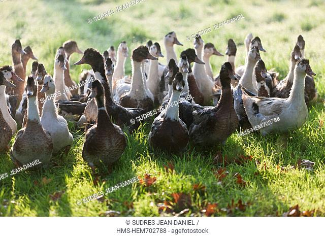 France, Dordogne, Purple Perigord, Saint Agne, The ducks are raised outdoors and stuffed with whole corn from the farm to the River Farm