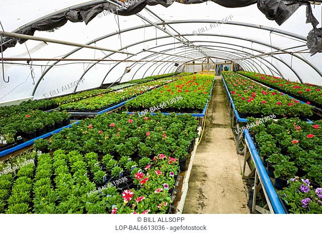 England, Leicestershire, Ravenstone. Inside a commercial nursery polytunnel growing geraniums and other plants