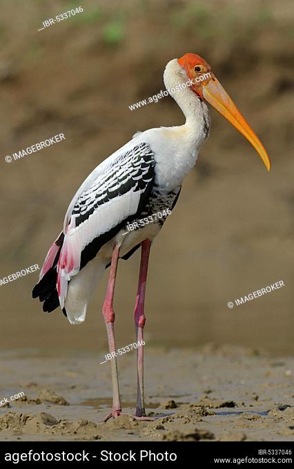 Painted Stork (Mycteria leucocephala), Uttar Pradesh, India (Ibis leucocephalus)