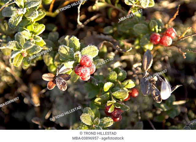 Plants, berries, frost, cold, late-night-autumn