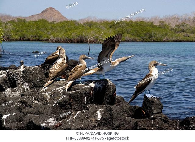 Group of Blue footed boobies resting on lava rocks Galapagos