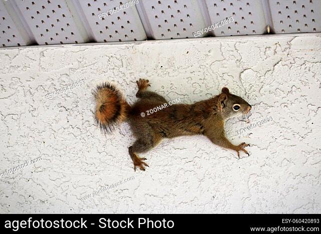 A squirrel of the side of a stucco wall