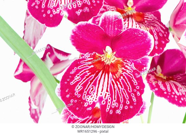 Pansy Orchid - Miltonia Lawless Falls