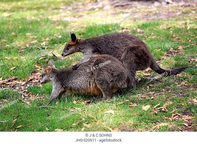 Swamp Wallaby, (Wallabia bicolor), adult couple social behaviour, courtship, Mount Lofty, South Australia, Australia