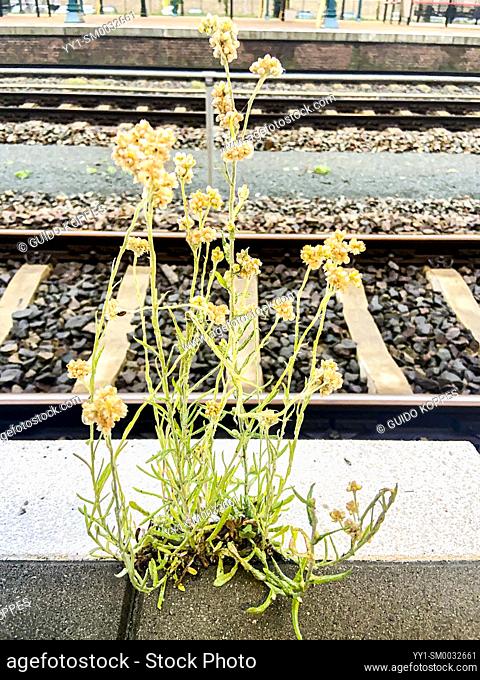 Den Bosch, Netherlands. Wheed and Flowers in between Concrete Tiles on a large Railway Station