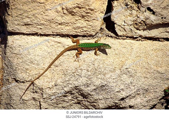 lacerta bilineata / western green lizard