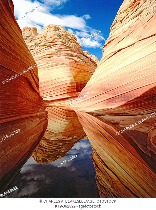 'The Wave' Navajo sandstone formation and rain water pond reflection, Paria Canyon Vermilion Cliffs Wilderness. Coconino County, Arizona. USA