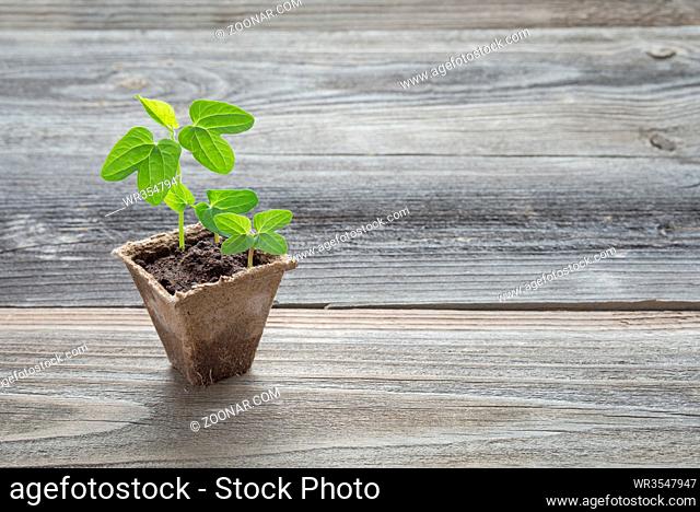 Concept of gardening: green shoots of seedlings in a peat pot on a wooden background, with space for text
