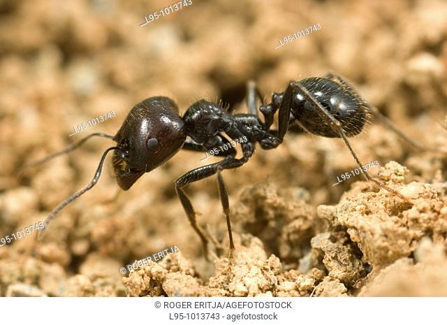 Messor barbarus worker pushing clay pieces when rebuilding outside of the anthill, Spain, Spain