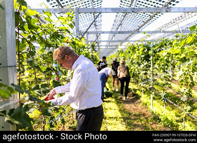 07 September 2023, Baden-Württemberg, Freiburg: Ulrich von Kirchbach (SPD), First Mayor of Freiburg, cuts grapes from vines above which solar modules can be...