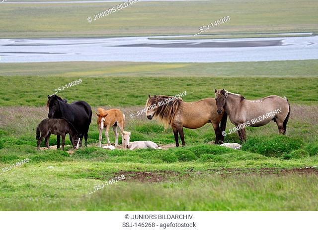 icelandic horses with foals - standing on meadow