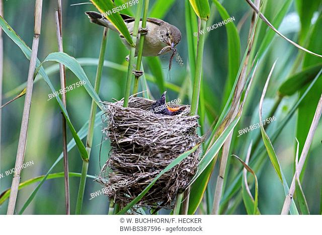 Eurasian cuckoo (Cuculus canorus), chick in the nest of a reed warbler, reed warbler feeding the cuckoo chick, Germany