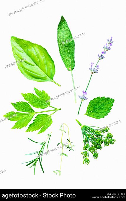 Several fresh green aromatic herbs placed in circle on bright white background. Basil, parsley, mint and sage leaves together with dill and lavender flowers