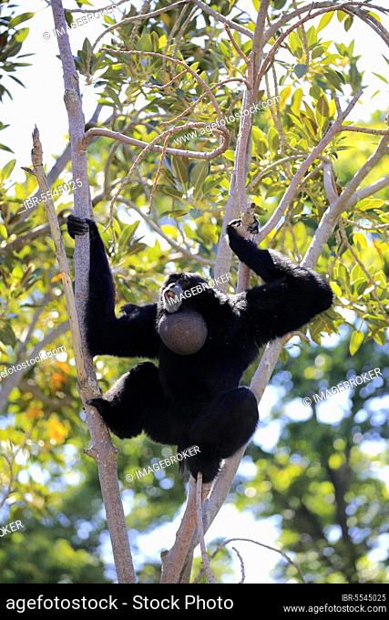 Siamang (Symphalangus syndactylus), adult caller on tree, Southeast Asia