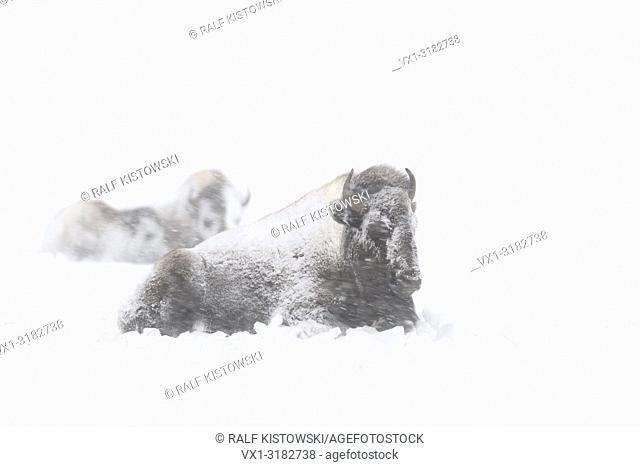 American Bisons ( Bison bison ) in winter, lying, resting, ruminating in snow, during a blizzard, in heavy snowfall, covered with snow and ice