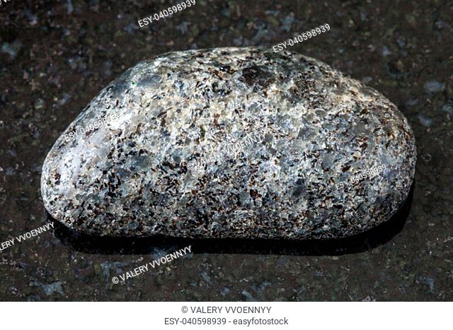 macro shooting of natural rock specimen - tumbled Peridotite stone with Phlogopite mica on black granite background from Kovdor region, Kola Peninsula, Russia