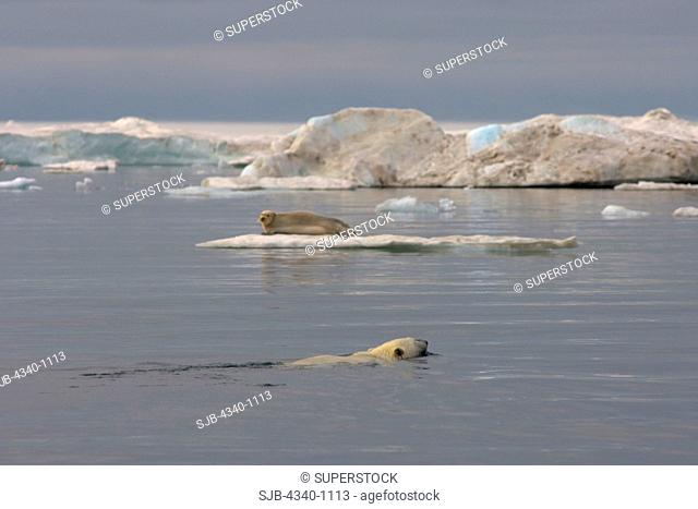 Polar Bear Hunting a Bearded Seal