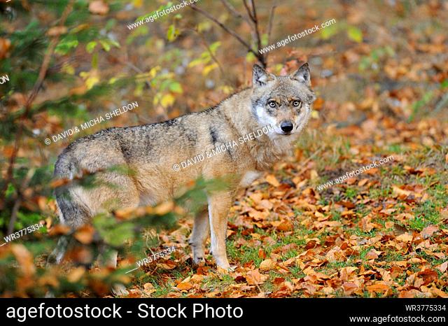 Eurasian wolf (Canis lupus lupus) in the Bavarian Forest, Germany