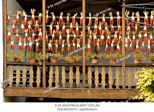 Corn cobs drying tied to the wooden bars of a balcony, Margreid an der Weinstrasse, Trentino-Alto Adige, Italy