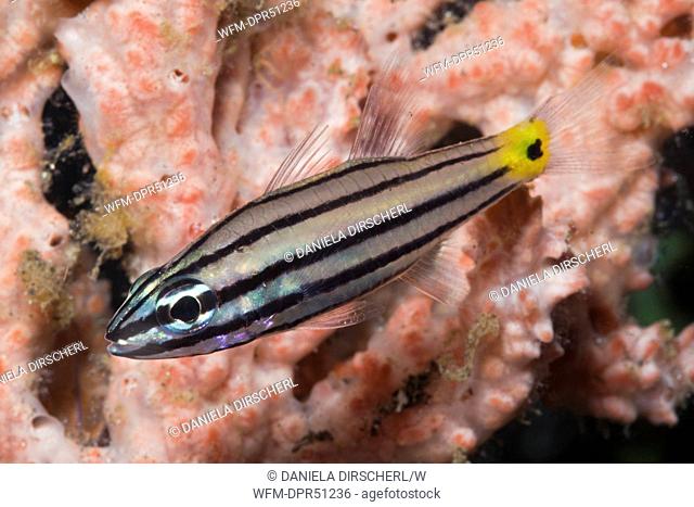 Five-lined Cardinalfish, Cheilodipterus quinquelineatus, Lembeh Strait, Sulawesi, Indonesia