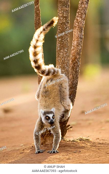 Ring-tailed Lemur male (Lemur catta) scent marking. Berenty Private Reserve, Madagascar. Oct 2008