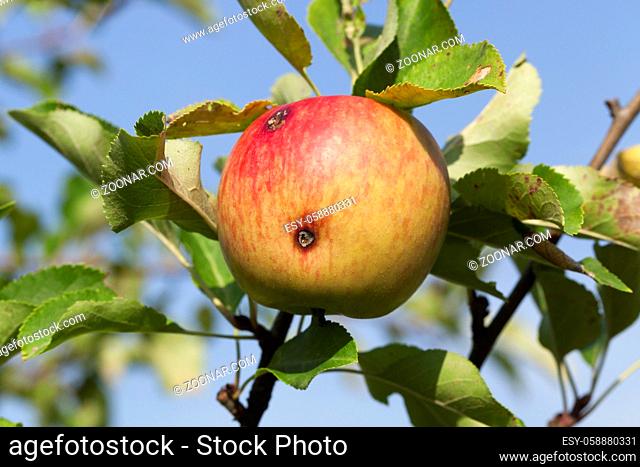 hanging on a tree juicy ripe apple on the surface which has a number of damages from worms, closeup photo in the summer in the orchard