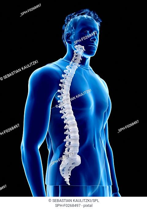 Spine anatomy, computer illustration