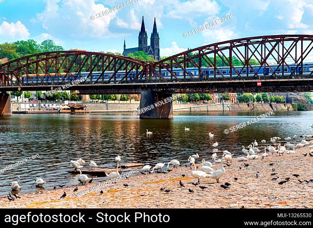 Swans near Railway bridge with the view on St Peter and Paul cathedral in Prague