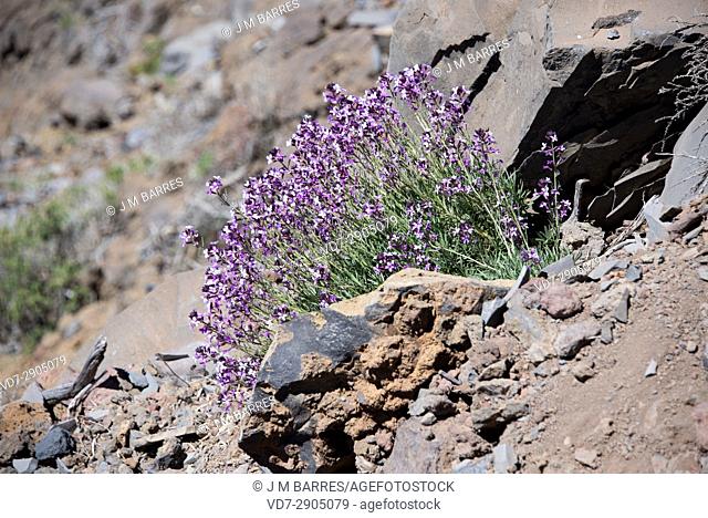 Alheli del Teide o de cumbre (Cheiranthus scoparius or Erysimum scoparium) is a perennial herb endemic of El Teide (Tenerife) and La Caldera de Taburiente (La...