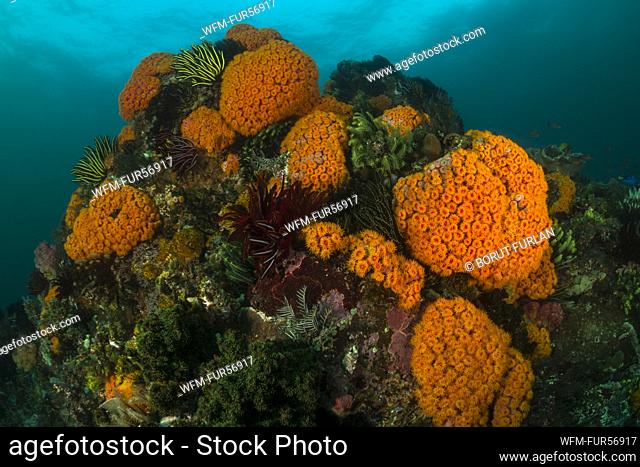 Orange Cup Coral at Coral Reef, Tubastrea faulkneri, Komodo, Indonesia