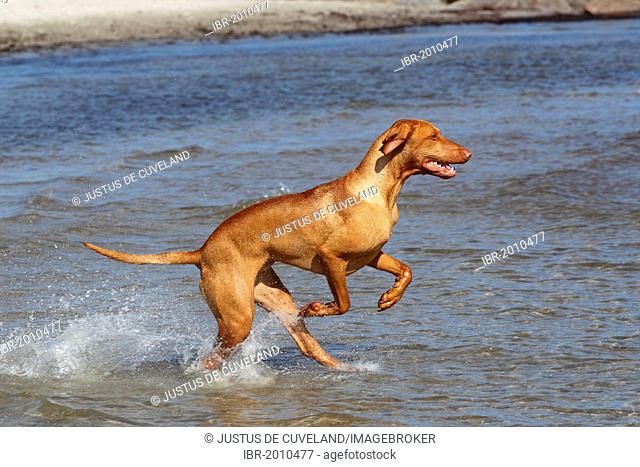 Magyar Vizsla, Hungarian Vizsla, or Hungarian Pointer, male dog (Canis lupus familiaris) running into the water at a dog beach