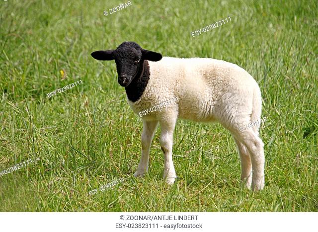 Somali sheep