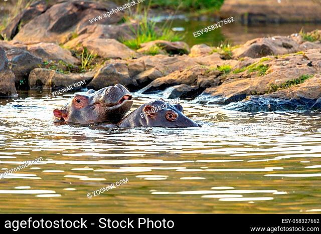 Hippo, Hippopotamus Hippopotamus amphibius, in natural habitat Pilanesberg National Park, South Africa safari, wildlife