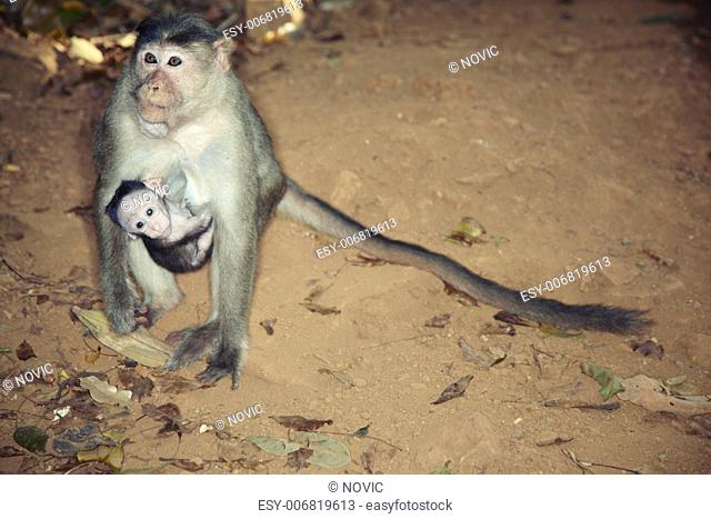 Wild monkey sitting on the ground with small child in the dark jungle