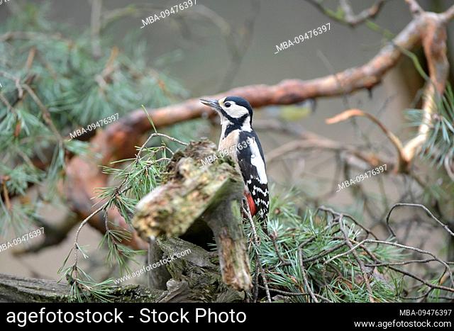 great woodpecker