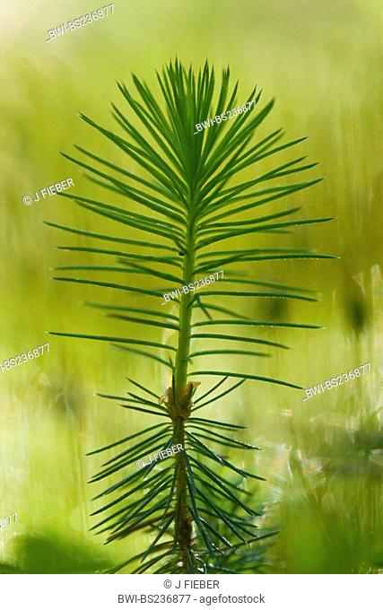 Norway spruce Picea abies, seedling, Germany