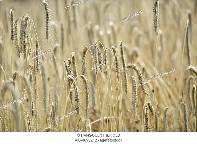 25.07.2014, Laacher See, GER, Germany, mature barley just before harvest - Laacher See, Rhineland-Palat, Germany, 25/07/2014