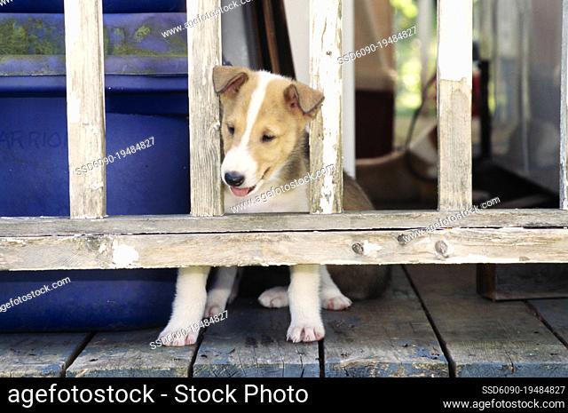 Collie puppy sticking head through wooden porch railing