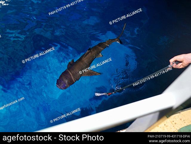 23 June 2021, Hamburg: A reef shark (l) and a zebra shark swim in the large shark atoll in the Tropical Aquarium at Hagenbeck Zoo
