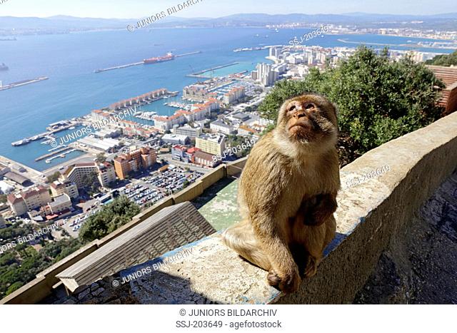 Barbary Ape, Barbary Macaque (Macaca sylvanus) sitting on wall at Gibraltar