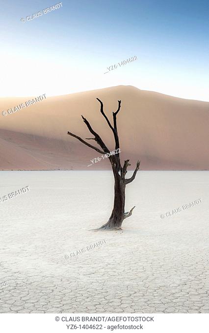 Dead acacia tree (Acacia erioloba) in white clay pan, Dead Vlei, Namib Naukluft National Park, Namibia