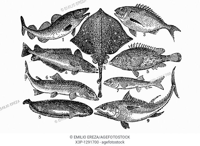 Fish  Antique illustration  1900