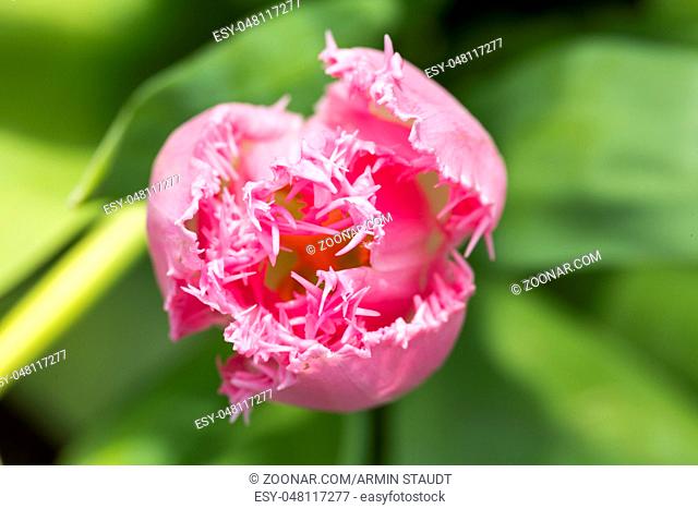 macro of a pink tulip shot from above